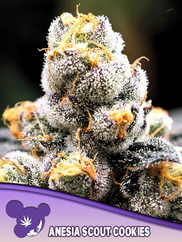 Anesia Scout Cookies - Bild 1