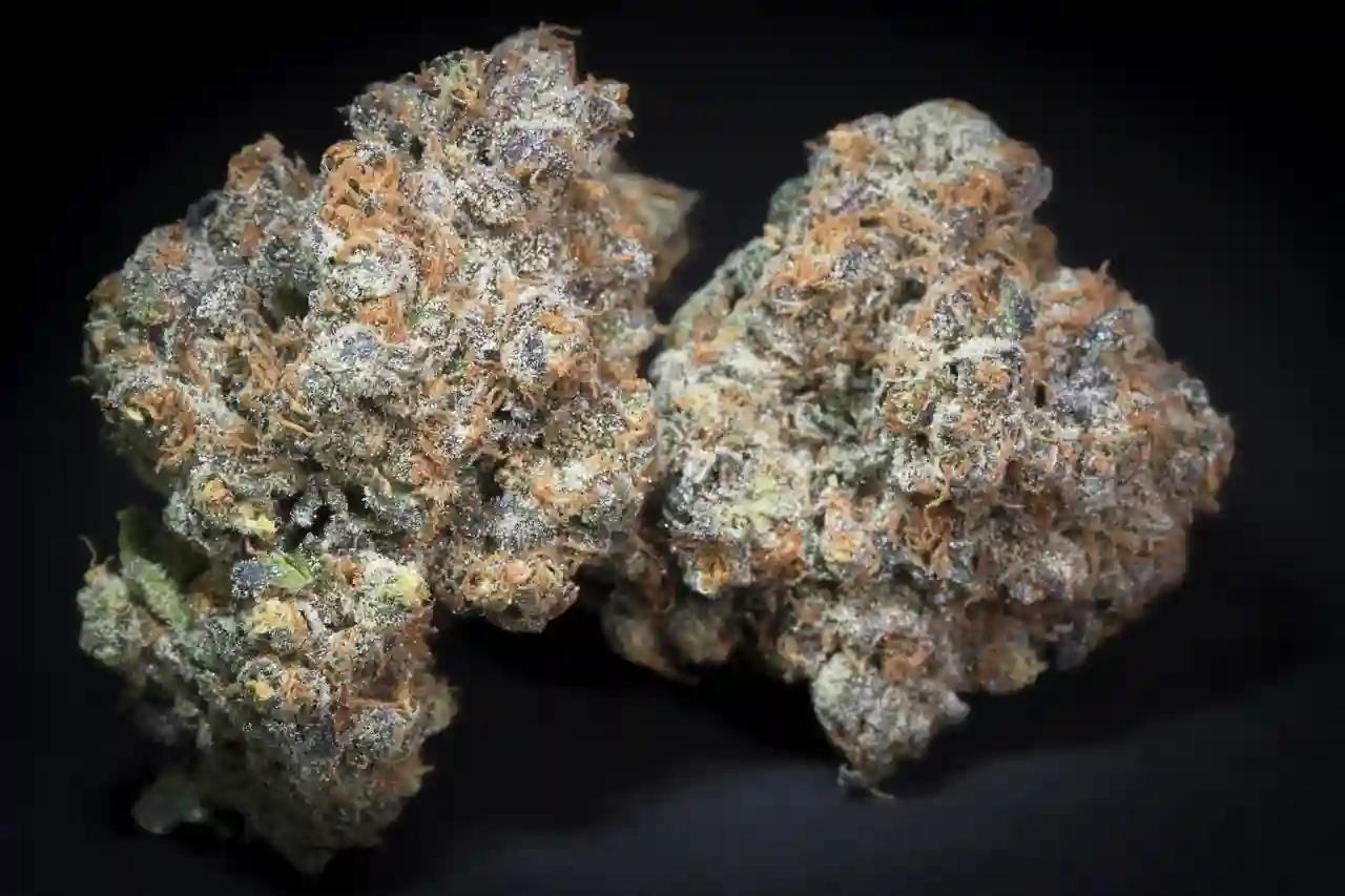 Caramba, Paradise Seeds - Bild 3