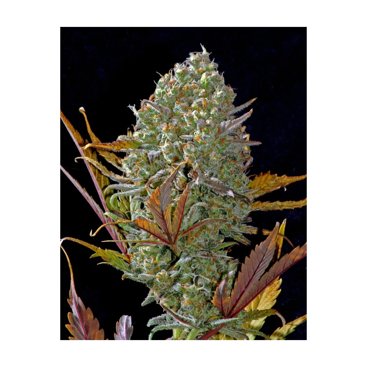 Pineapple Express Auto