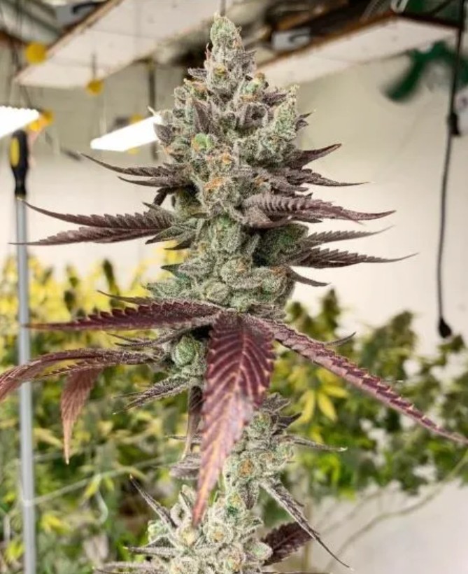 Bluenana, In House Genetics - Bild 1