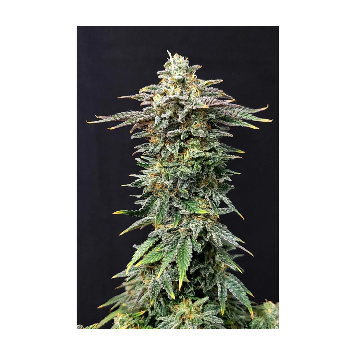 Cherry Dream
