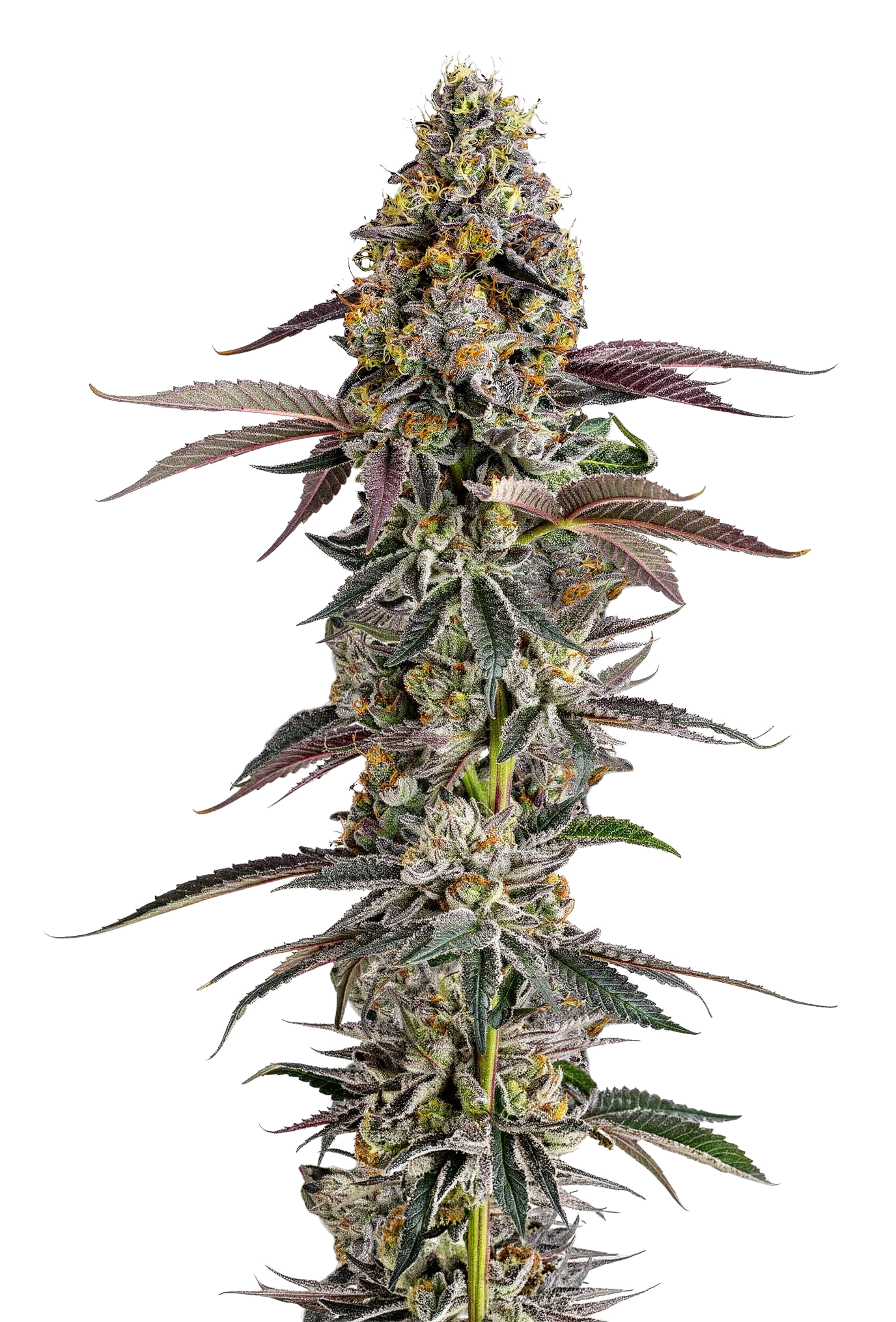 Platinum Mimosa Cookies