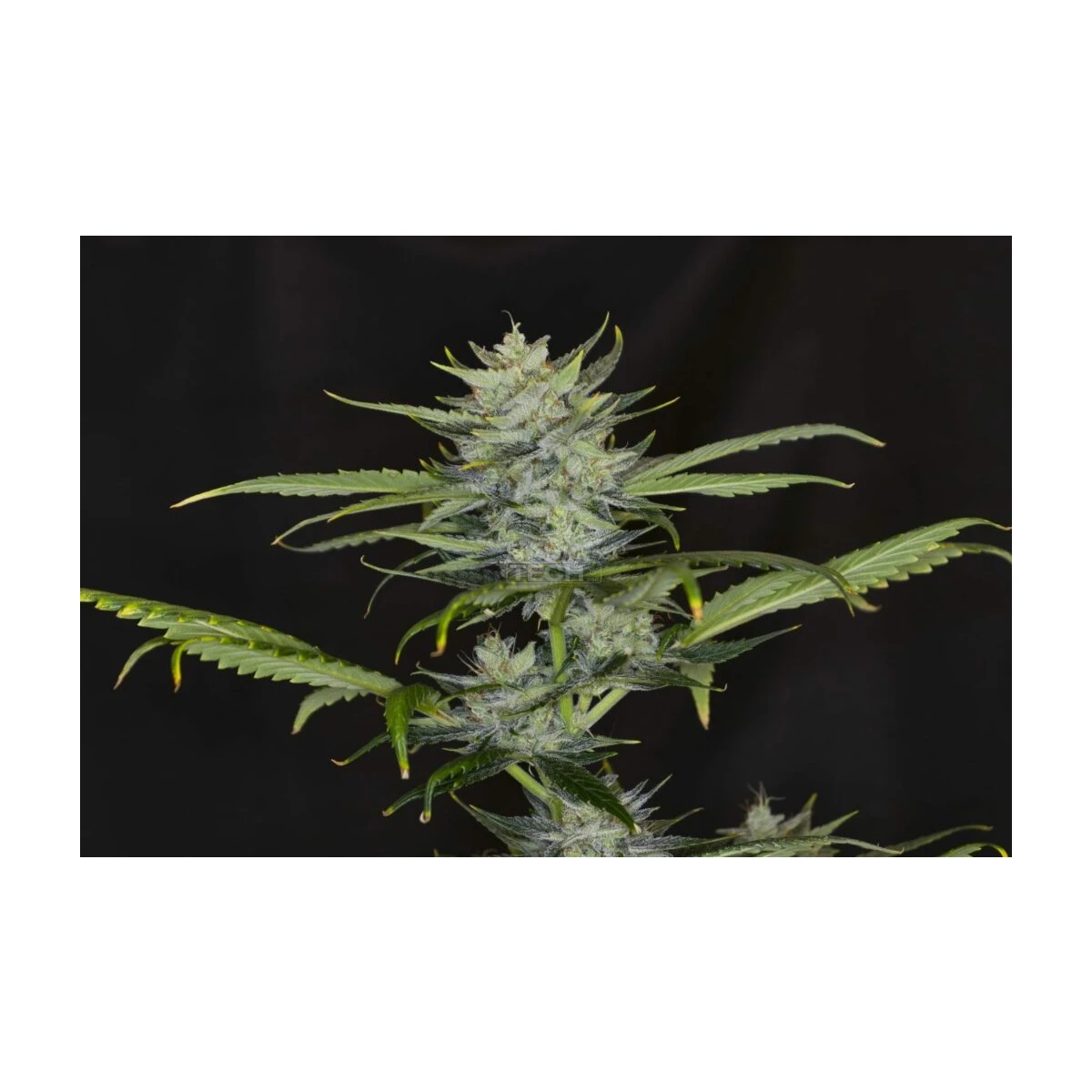 Gorilla King Auto