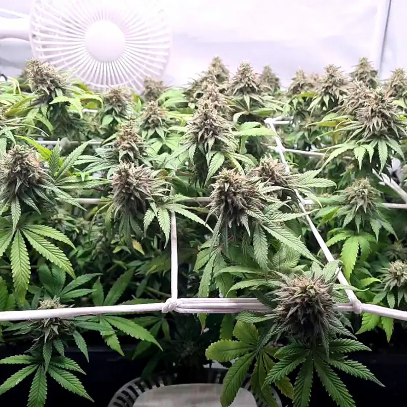 CBD Charlotte’s Angel® - Bild 5