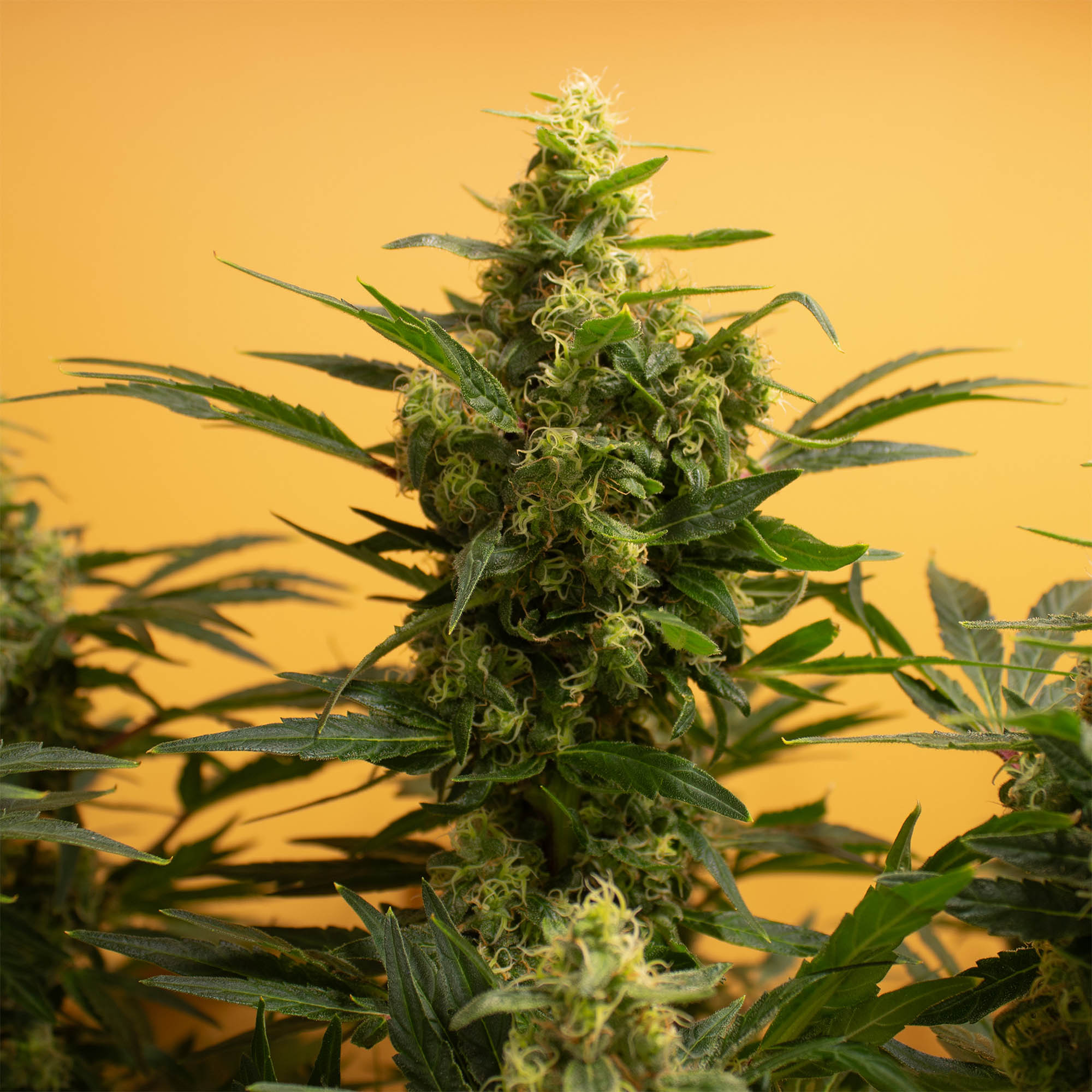 Kali Mist Regular Kali Mist Regular