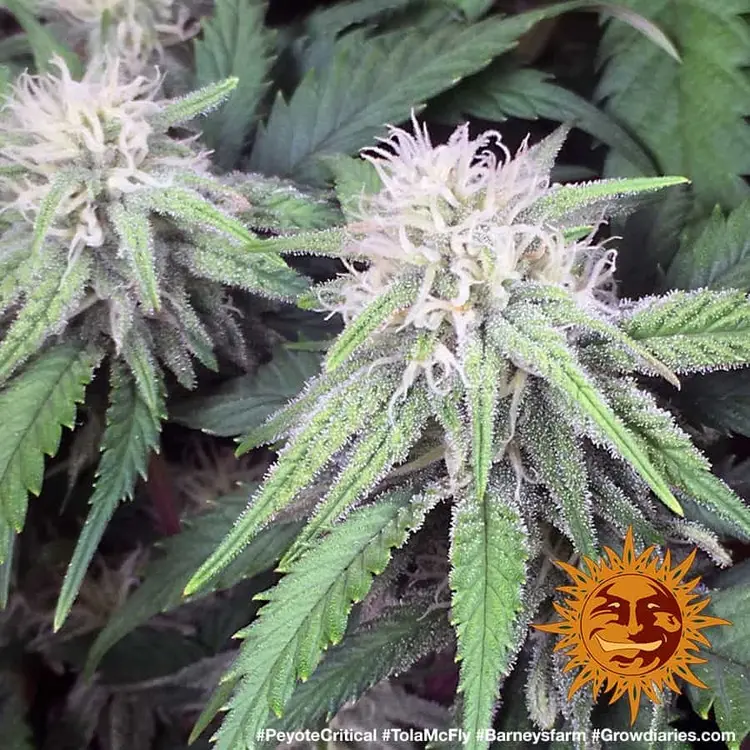Peyote Critical - Bild 10