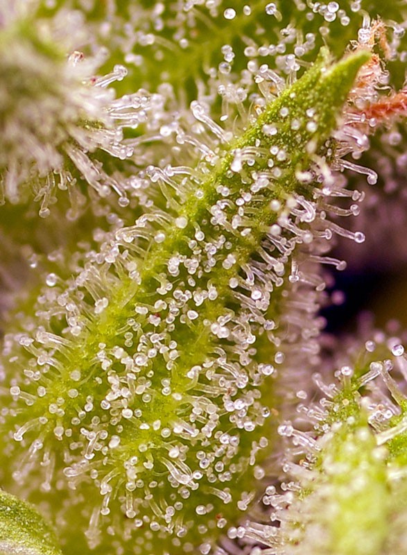 Sweet Cherry Pie, Sweet Seeds - Bild 2