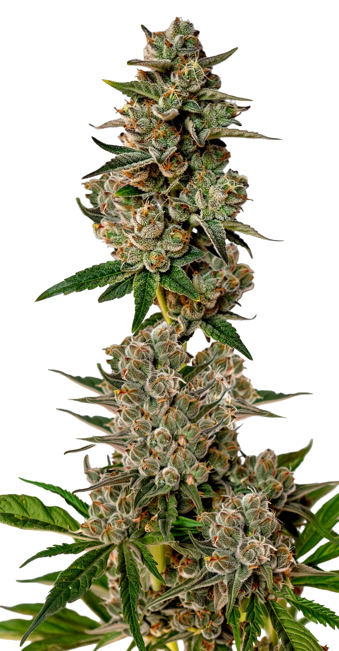 Gorilla Cookies