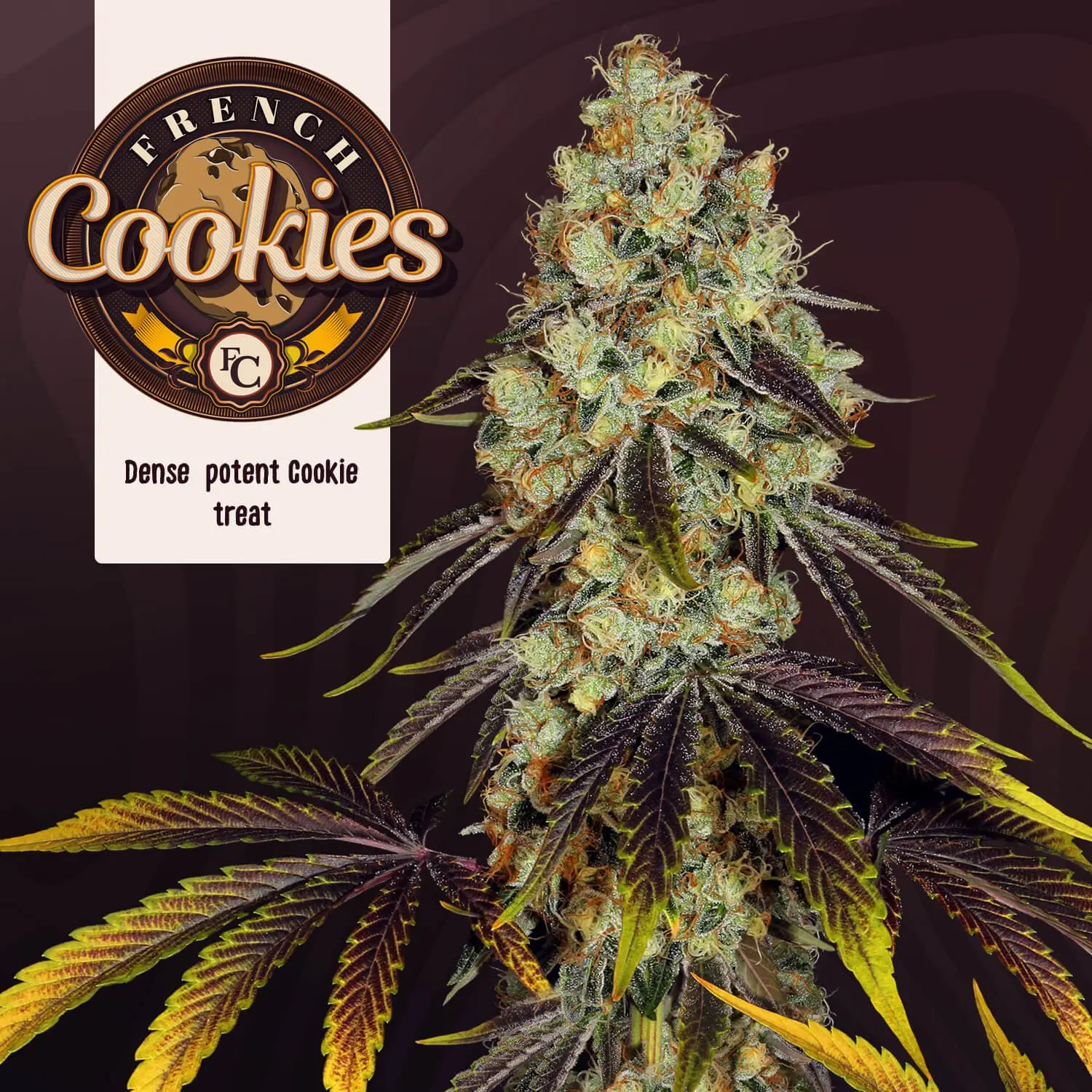 French Cookies - Bild 1