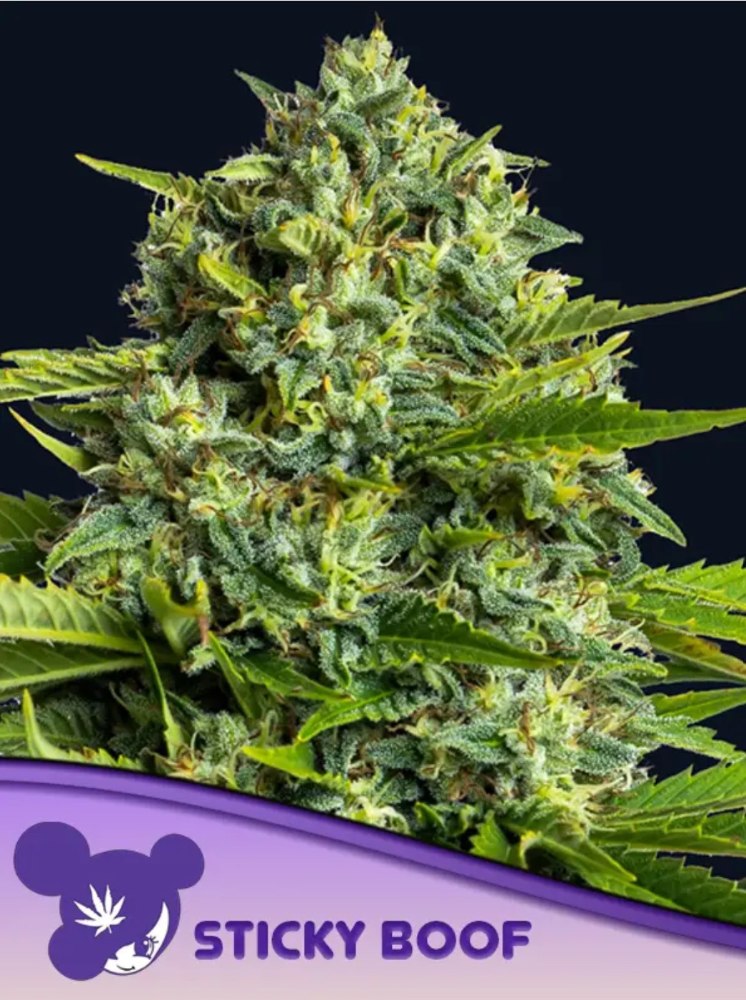 Sticky Boof, Anesia - Bild 1