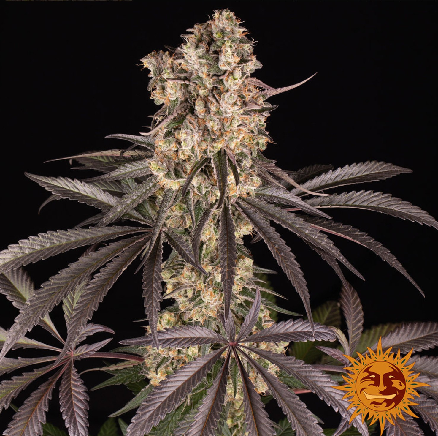 Runtz Muffin, Barneys Farm - Bild 2