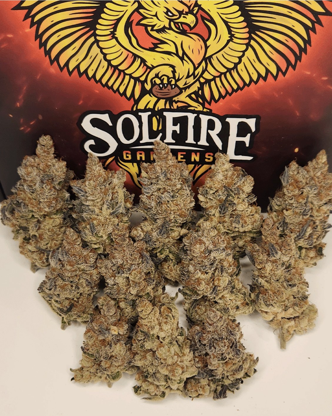 FX3, Solfire Gardens - Bild 1