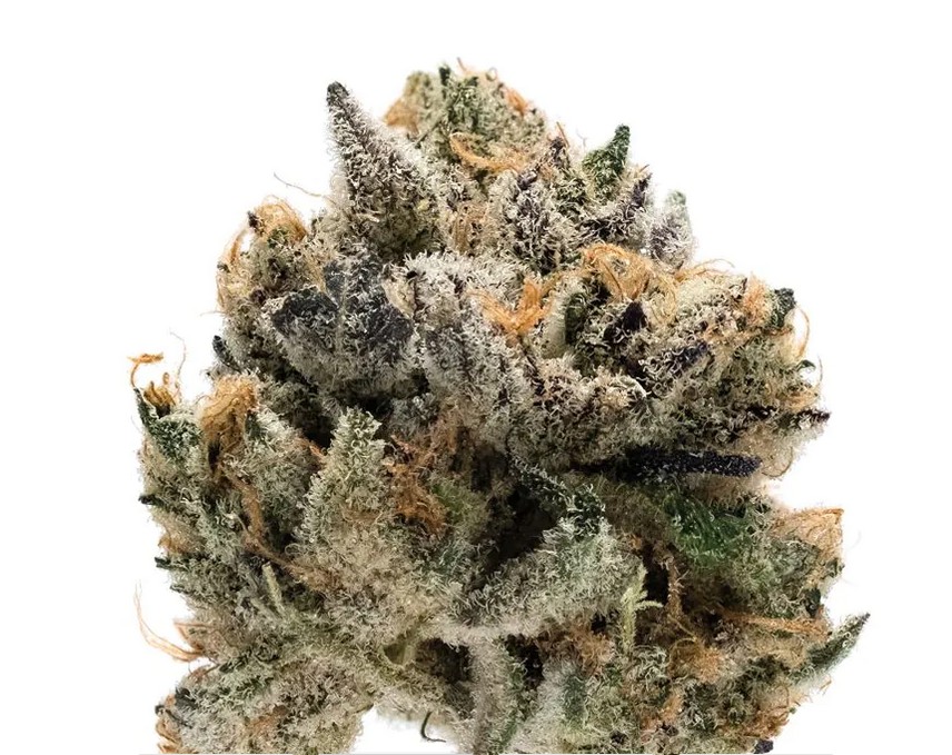 Tropical Cookies XXL Auto, Growers Choice - Bild 1