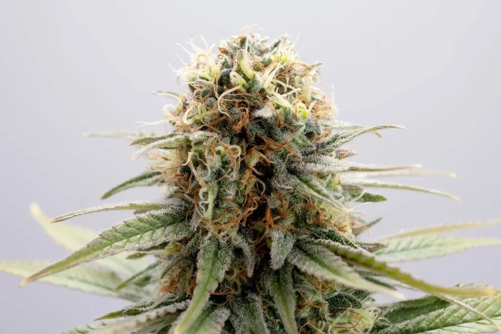 GSC - Bild 2