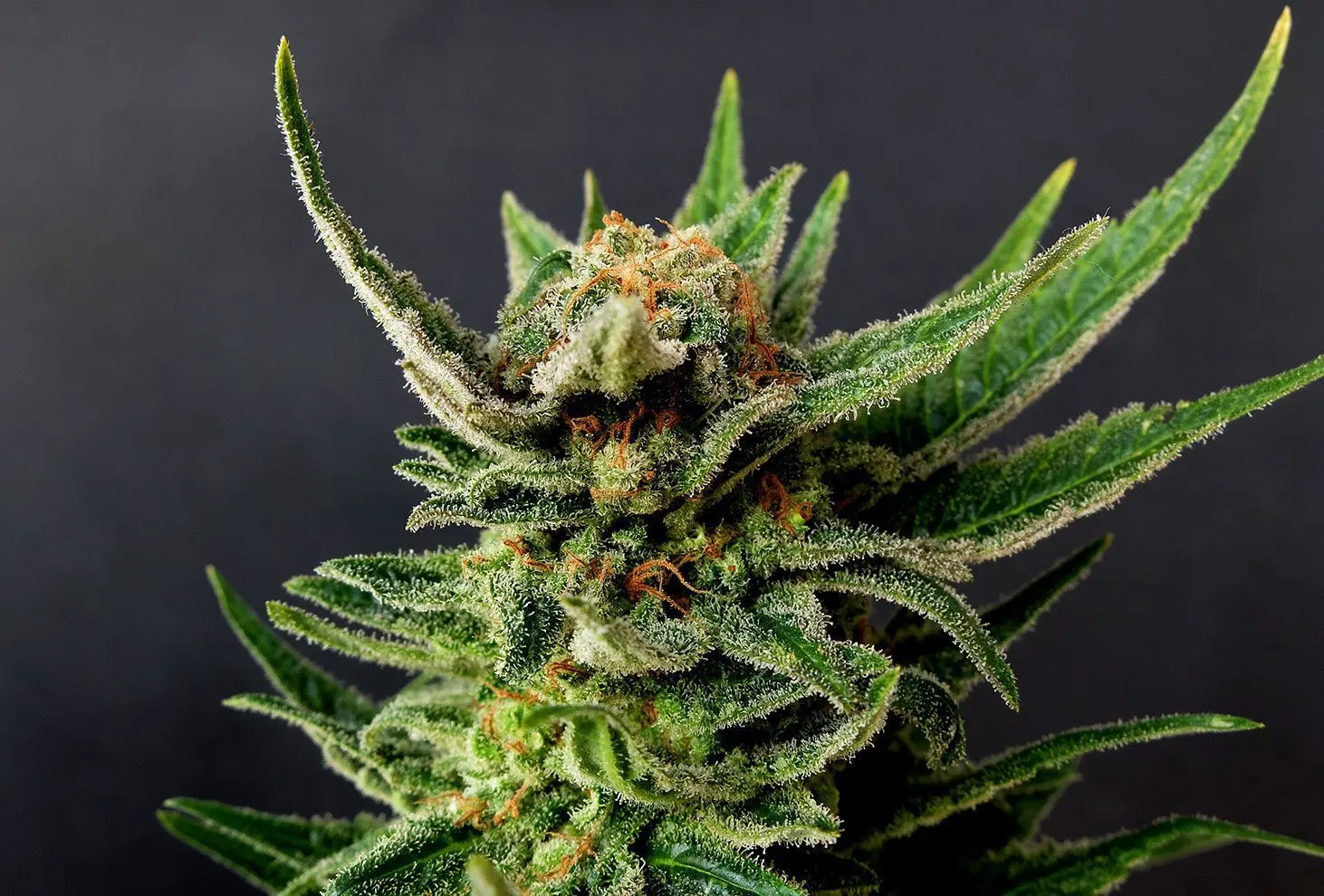 Gypsy Kush - Bild 1
