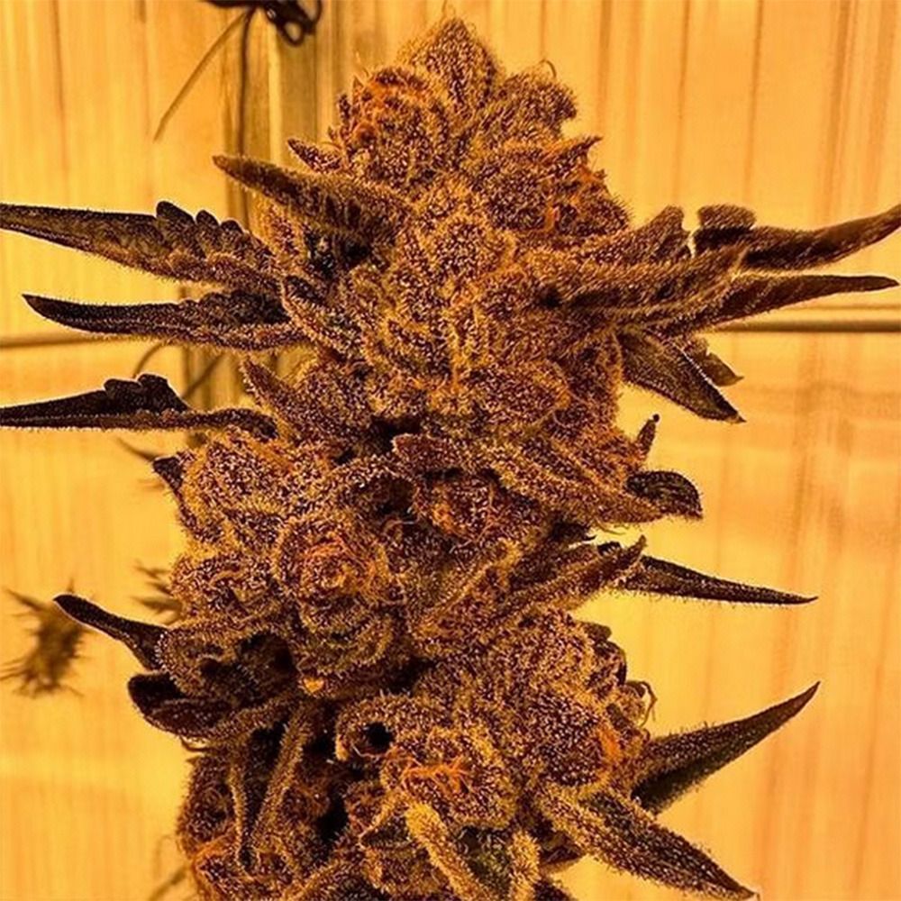 Black Cherry Flambe, In House Genetics - Bild 1