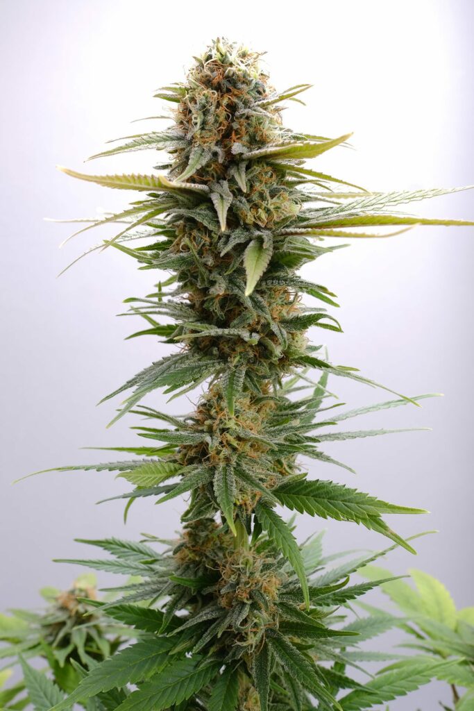 GSC