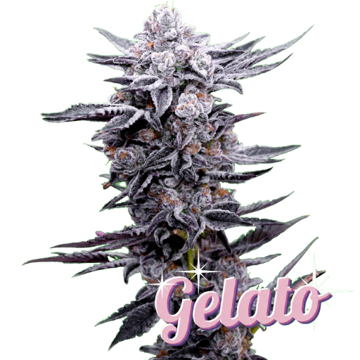 Gelato