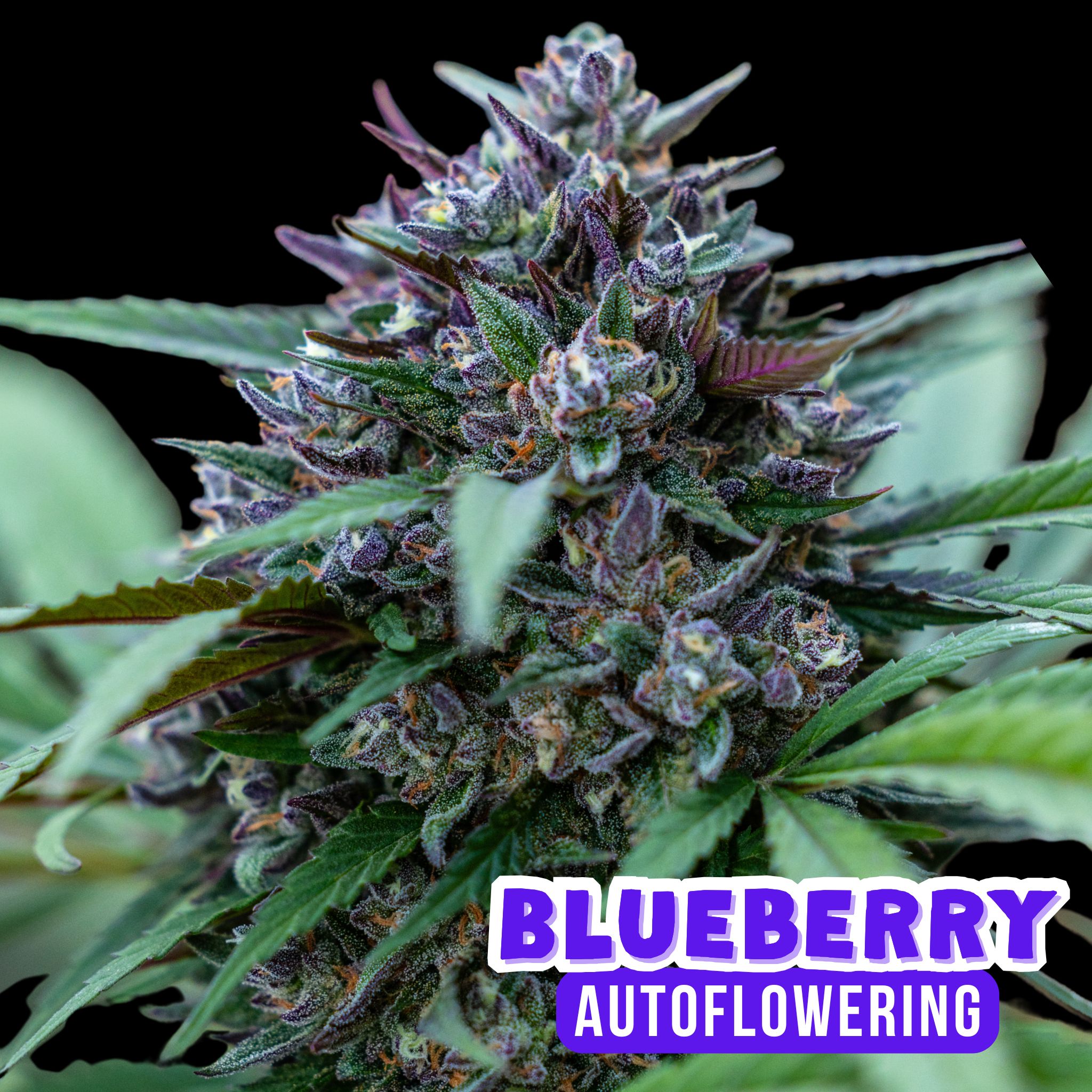 Blueberry Auto