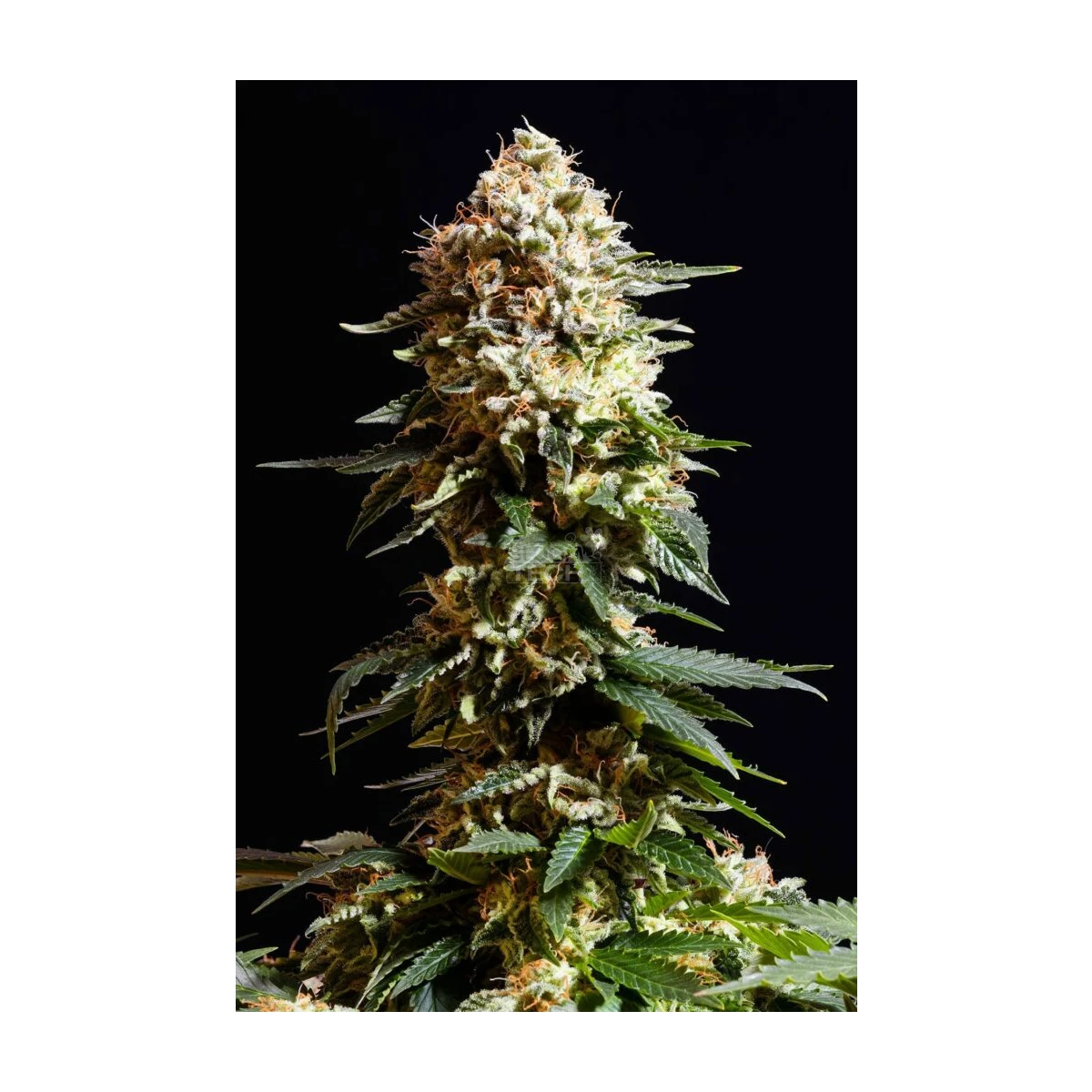 La Reina De Africa aka Kabo