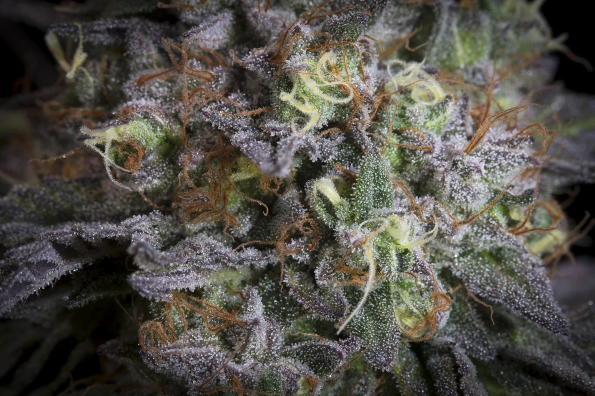 Gulupa, Paradise Seeds - Bild 6