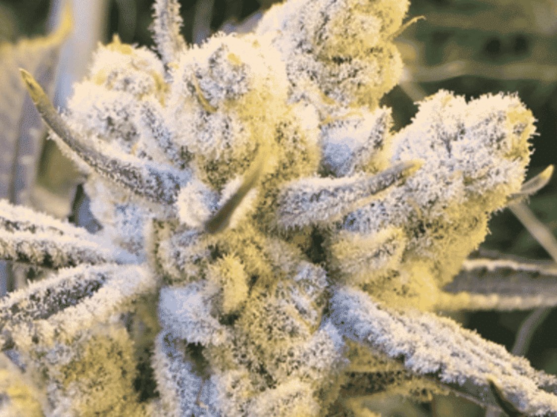 Sugar Cane, In House Genetics - Bild 1