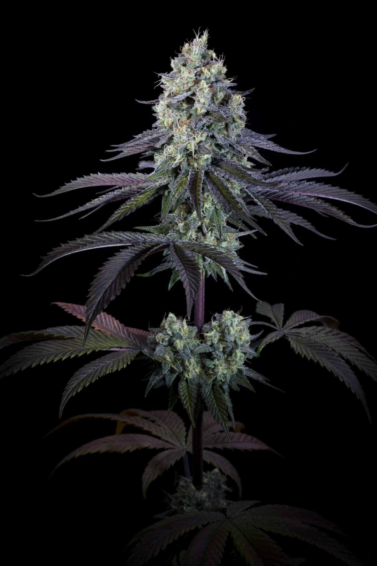 Purple Mints, Paradise Seeds - Bild 4