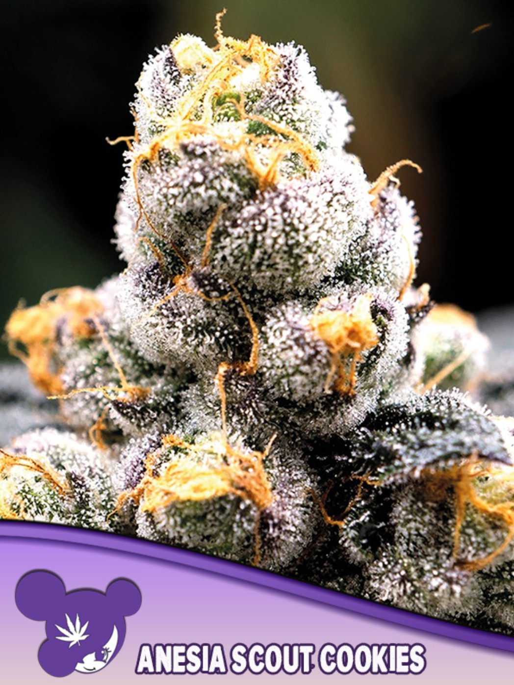 Scout Cookies, Anesia - Bild 1