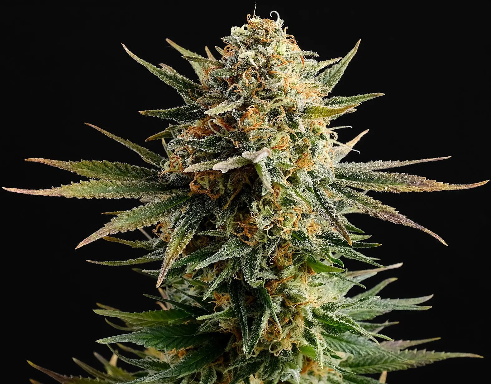 Gypsy Kush - Bild 3