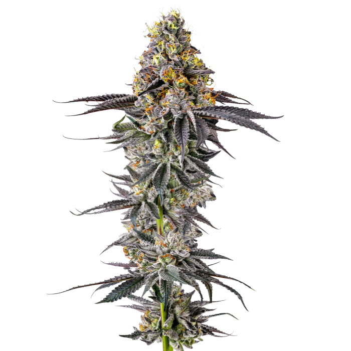 Lobster Butter Auto, Growers Choice - Bild 1