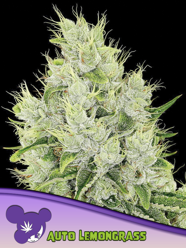 Lemongrass Auto Lemongrass Auto