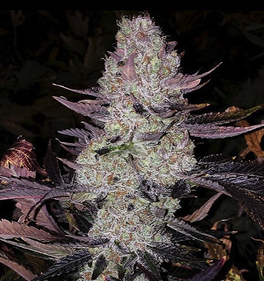 Grape Diamonds R2, Ethos Genetics - Bild 1