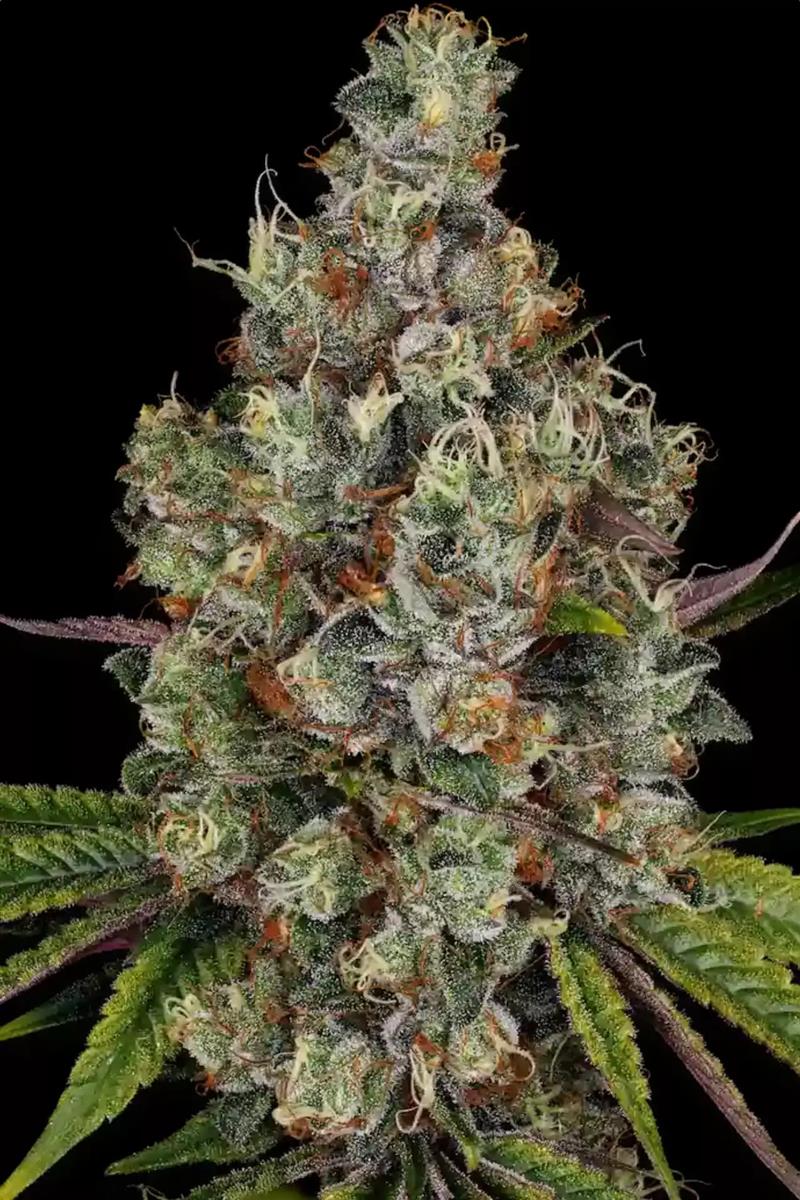 Rainbow Road, Paradise Seeds - Bild 1