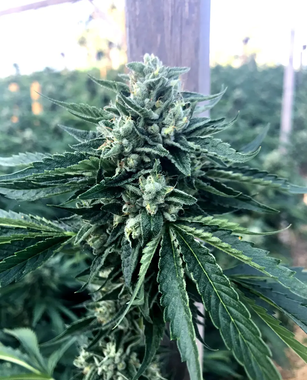 Cinnamon Buddha OG - Bild 1