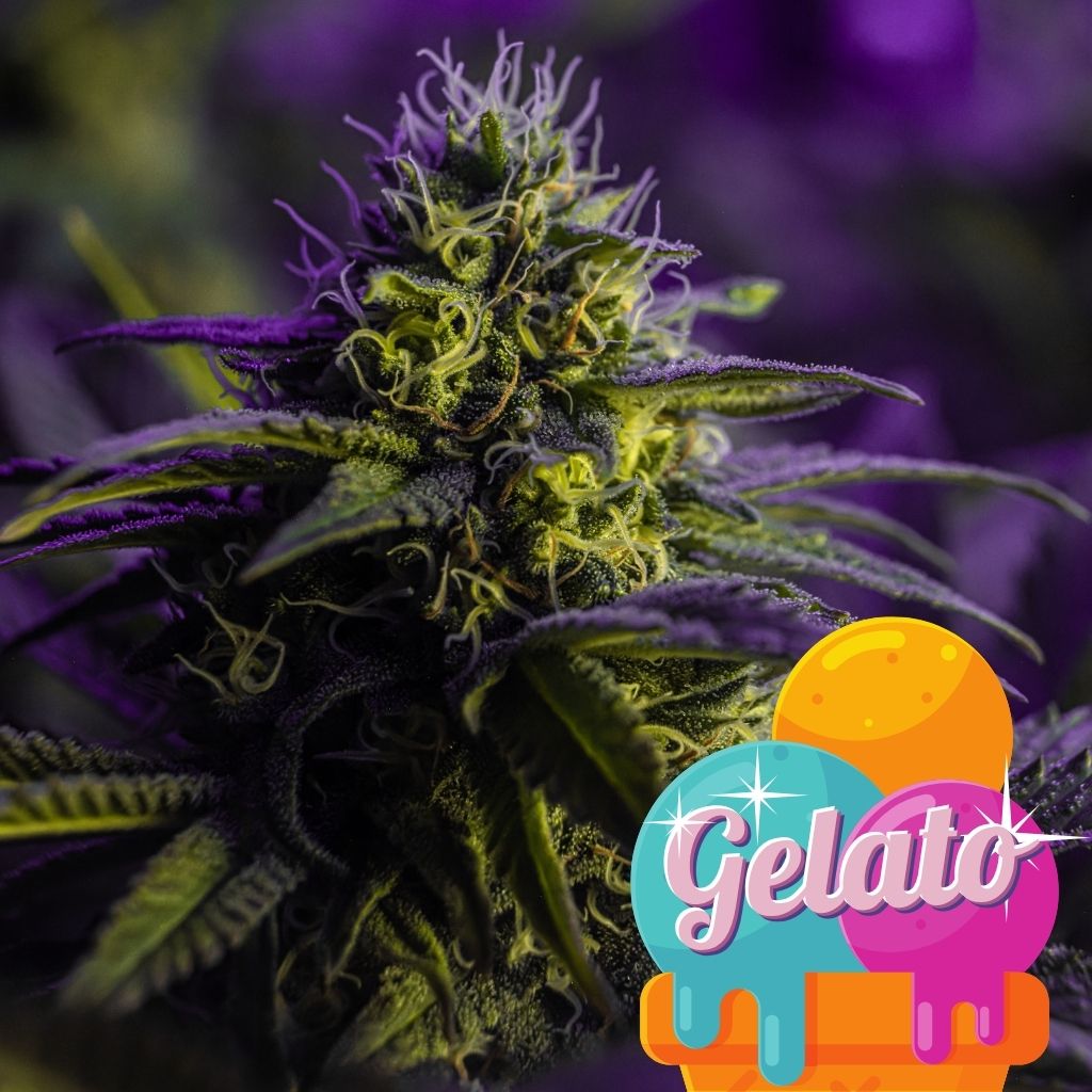 Gelato