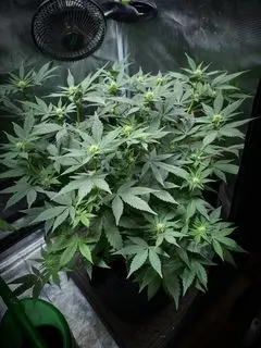 Ultra Violet GMO - Bild 7
