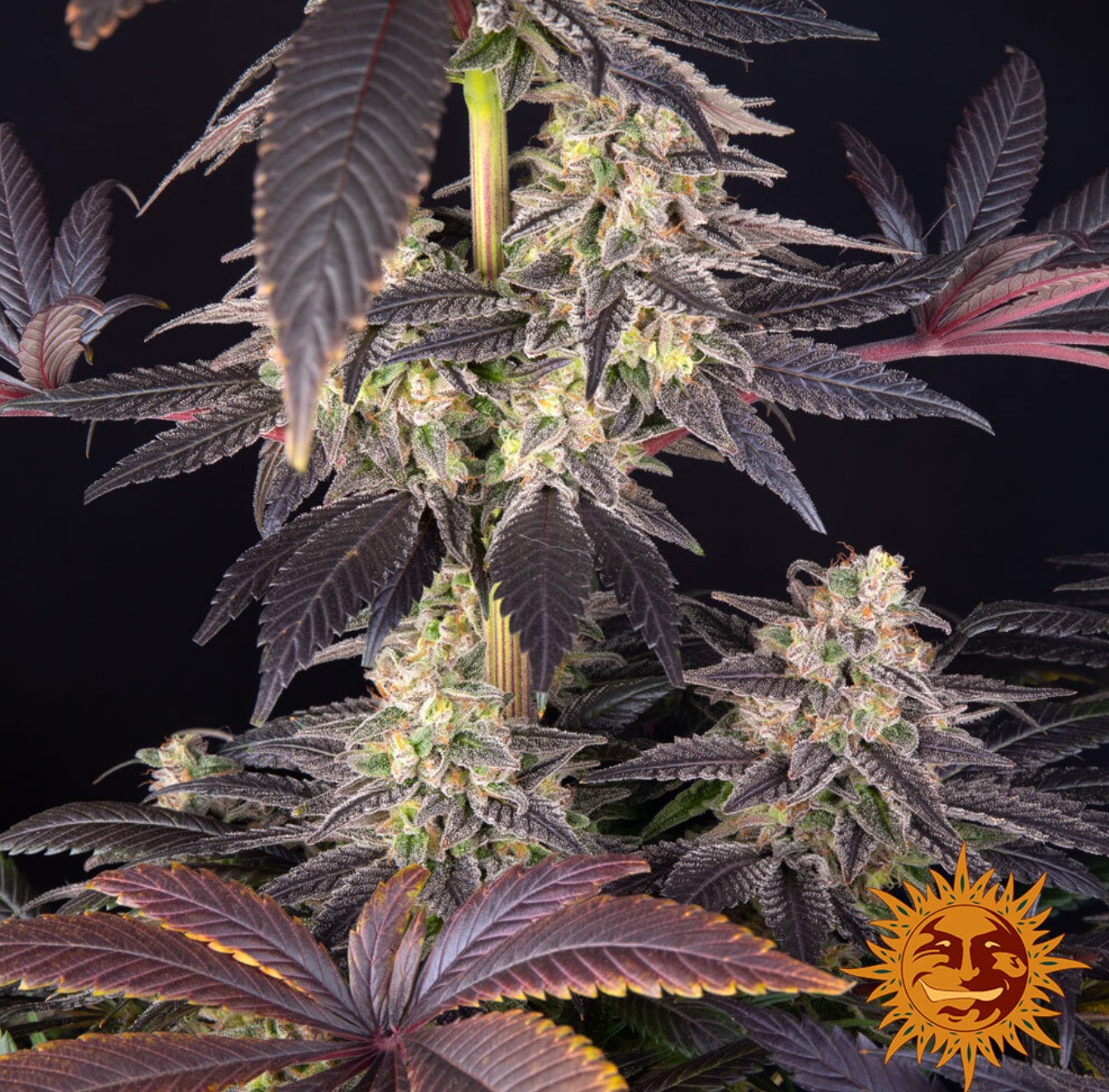 White Runtz, Barneys Farm - Bild 4