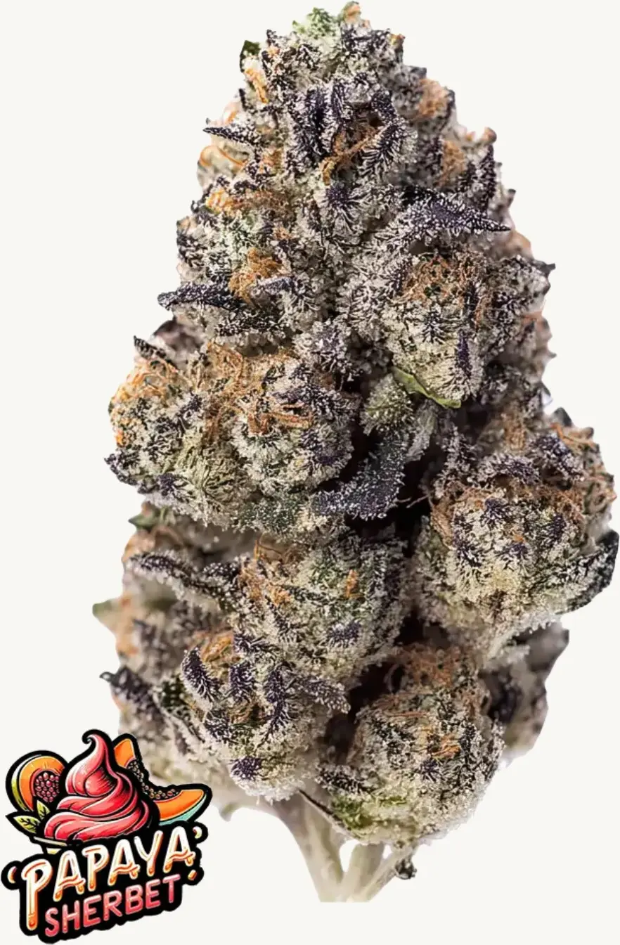 Papaya Sherbet - Bild 1