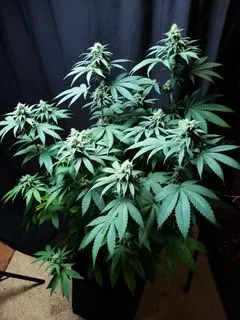 Ultra Violet GMO - Bild 5