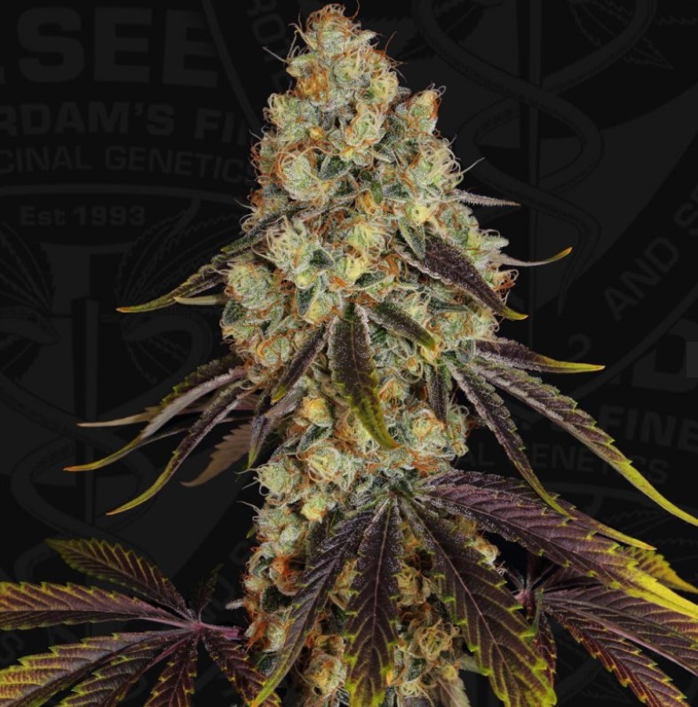 French Cookies, T.H. Seeds - Bild 2