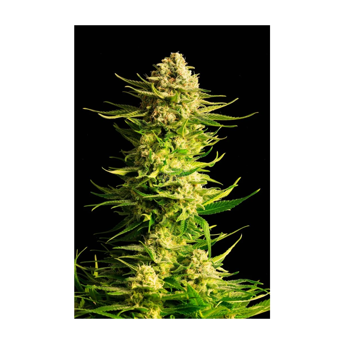 Indica Cream