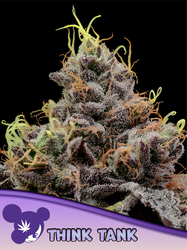 Think Tank, Anesia - Bild 1