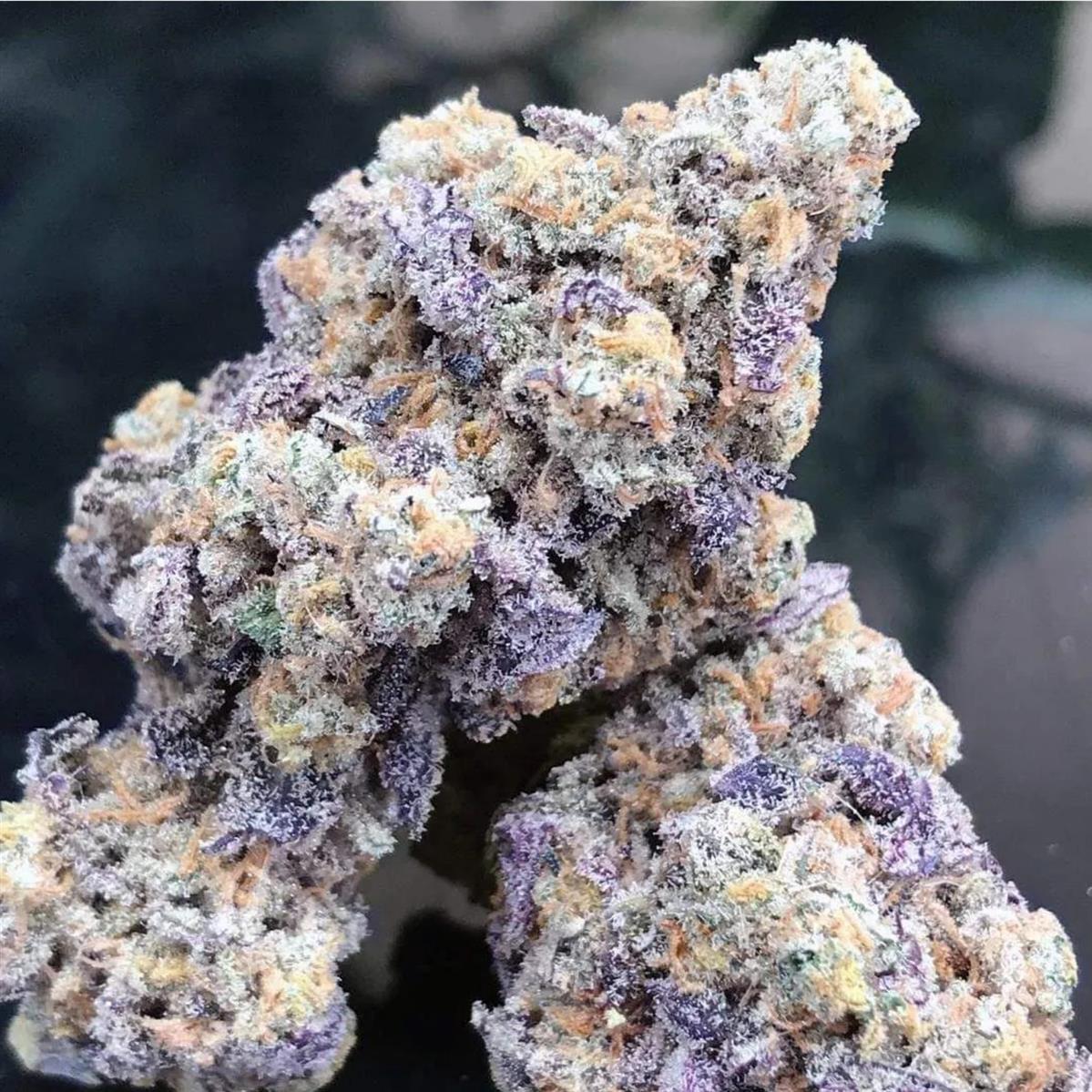 Blue Zushi, Growers Choice - Bild 1