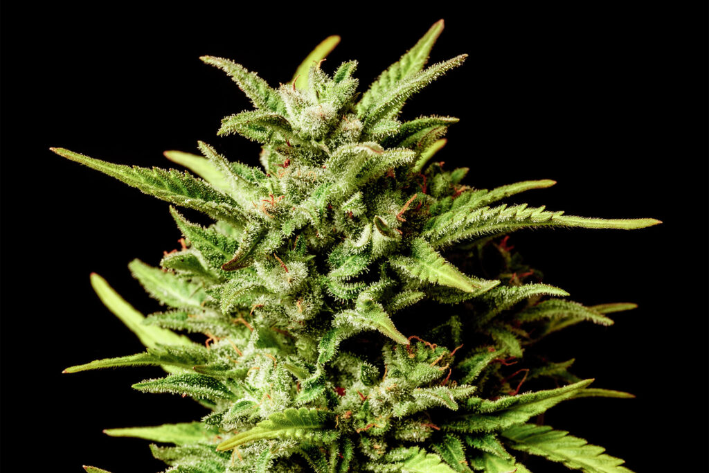 Break-Up Cake Auto