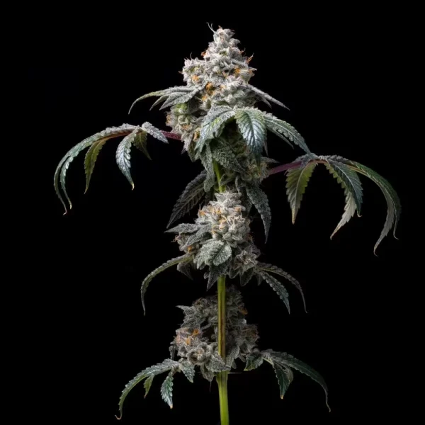 Dirty Diana, Cookies Seeds - Bild 1