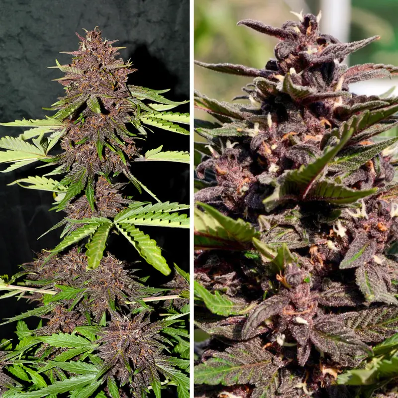CBD Auto Blackberry Kush® - Bild 4