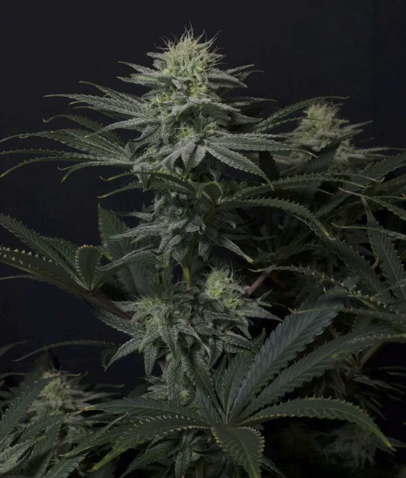 GG4 Sherbet FF, Fastbuds - Bild 2