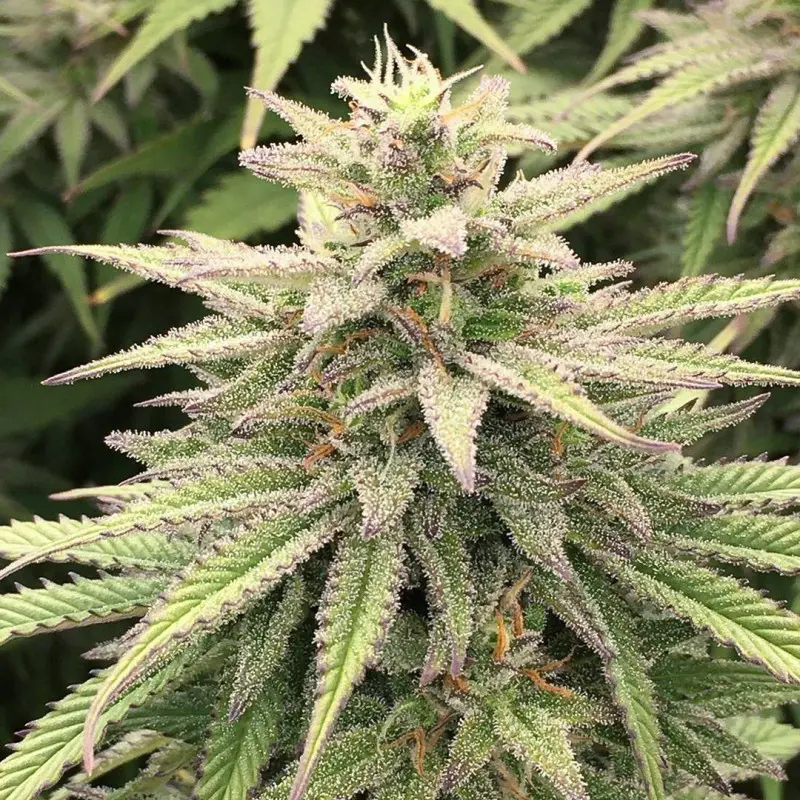 CBD Skunk Haze® - Bild 4
