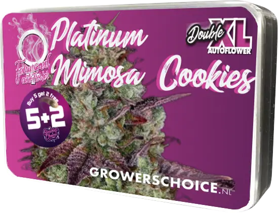 Platinum Mimosa Cookies XXL Auto - Bild 4