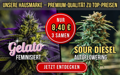 Entdecke unsere Hausmarke! Zwei Sorten für nur 8,40 €: Gelato und Sour Diesel